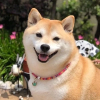 Realistic Shiba  Inu dog animal worksheet generated by the Printable connect the dots maker online